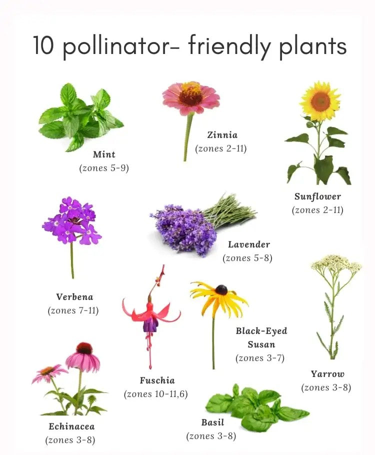 Best Pollinator-Friendly Plants: Attract Bees, Butterflies, and More ...