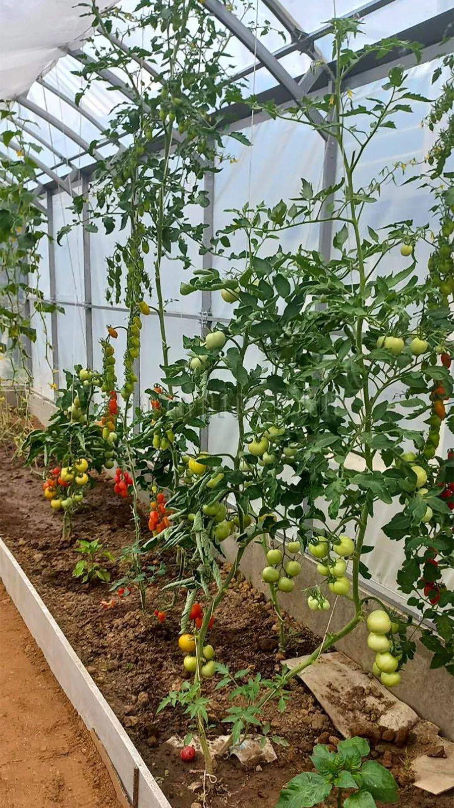 Greenhouse Gardener Wide 4M