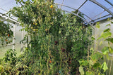Greenhouse Gardener Wide 4M